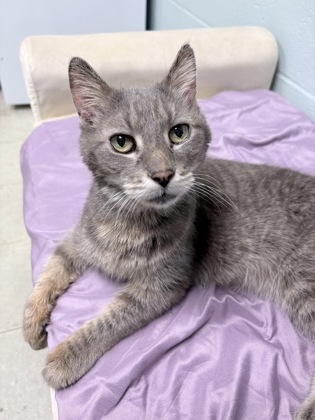 ICY - Domestic Shorthair / Mix available for adoption