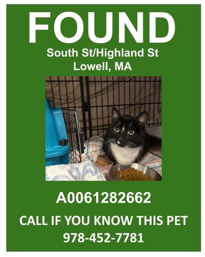 KEVIN - Domestic Shorthair / Mix for adoption in Lowell