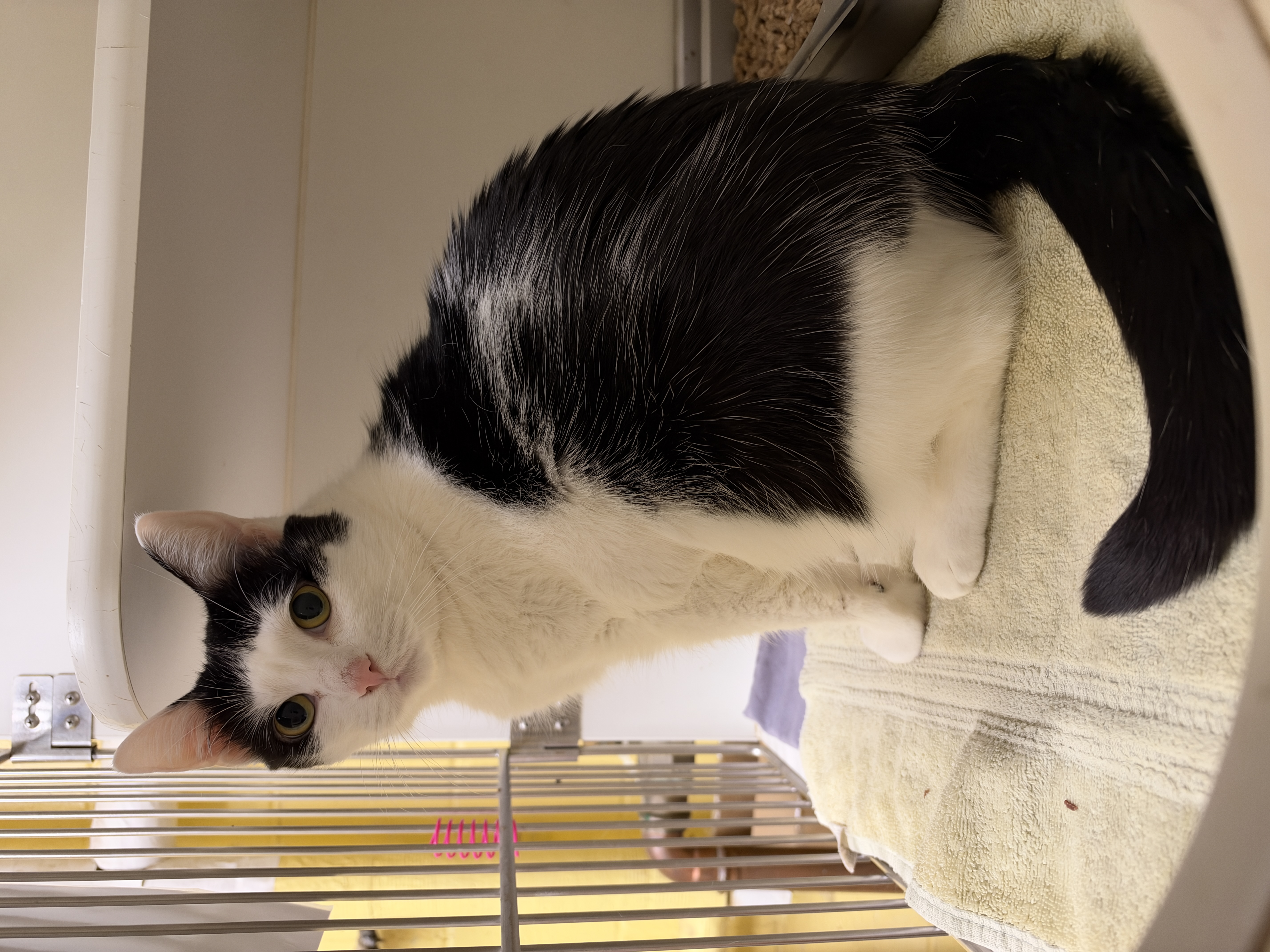 ELSA - Domestic Shorthair / Mix available for adoption