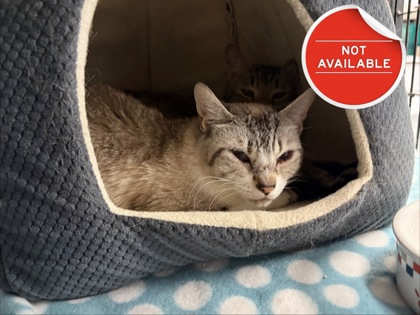 BOBBY - Domestic Shorthair / Mix for adoption in Lowell
