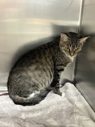 BIG HEAD - Domestic Shorthair / Mix available for adoption