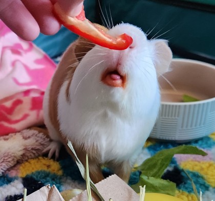 HUCKLEBERRY - Guinea Pig available for adoption