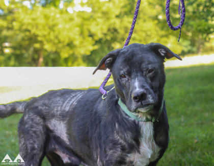 BUDDY - Labrador Retriever / Mix available for adoption