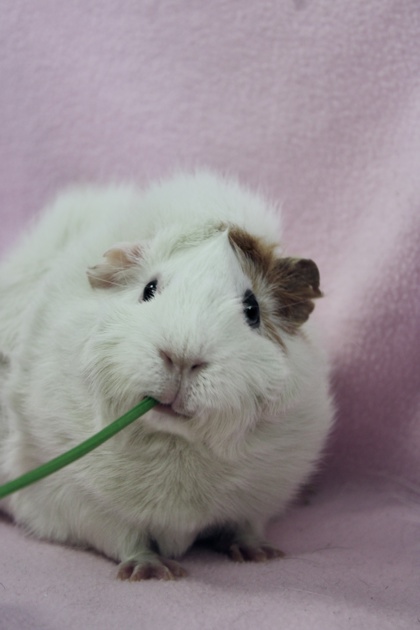 BANSHEE - Guinea Pig / Guinea Pig available for adoption