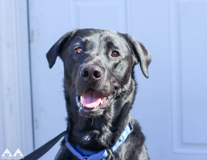CAIN - Labrador Retriever available for adoption