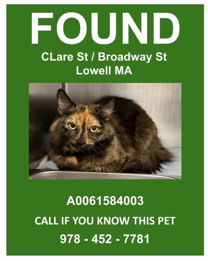 CLARE - Domestic Medium Hair / Mix available for adoption