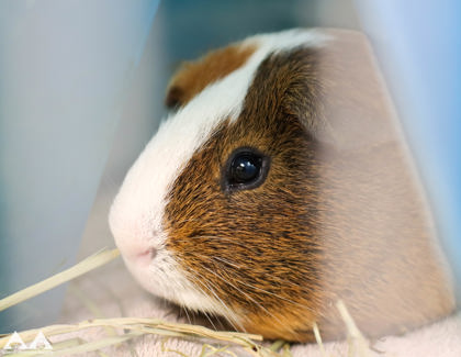 SHARKY - Guinea Pig / Guinea Pig available for adoption