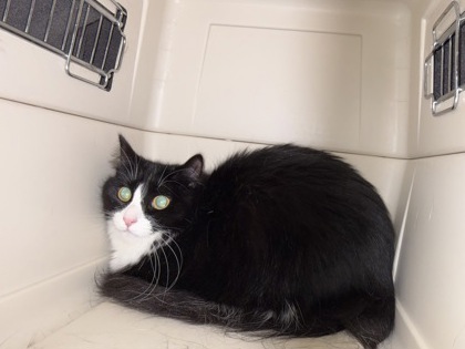 MICKEY - Domestic Longhair / Mix for adoption in Lowell