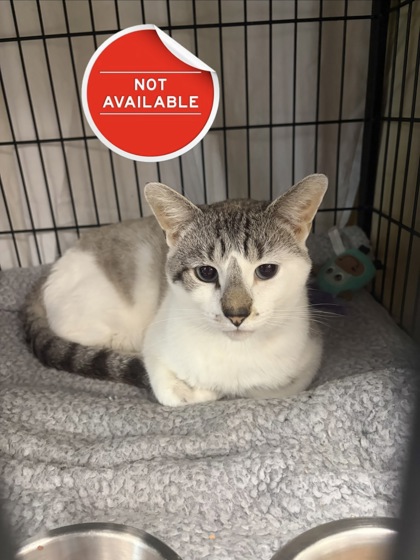 MAXWELL - Domestic Shorthair / Mix for adoption in Nashua