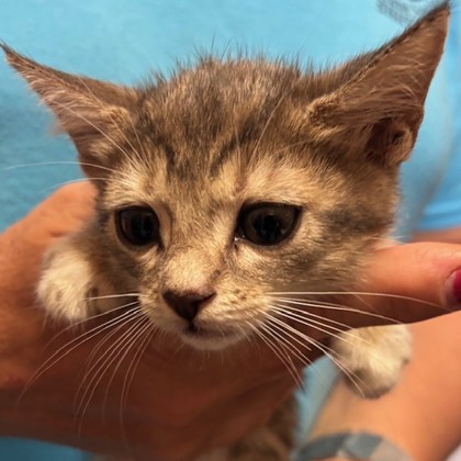 Victoria (Merritt Island) photo