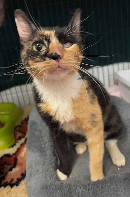 Meredith (McGriddle) (Cocoa) photo