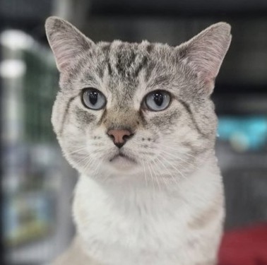 Tom (Handsome) (Cocoa) photo