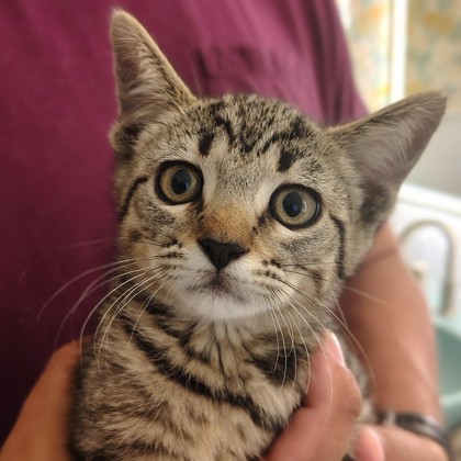 Fifi (Fiona) (Merritt Island) photo