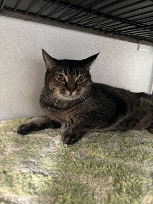 Priscilla (Princess) (bonded w/Robert) MI) photo