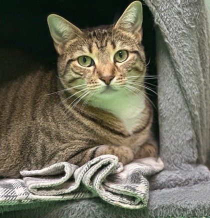 Bess (Merritt Island) photo