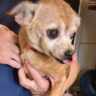 Shayla (Shadow) (bonded w/Violet)  (Cocoa) photo