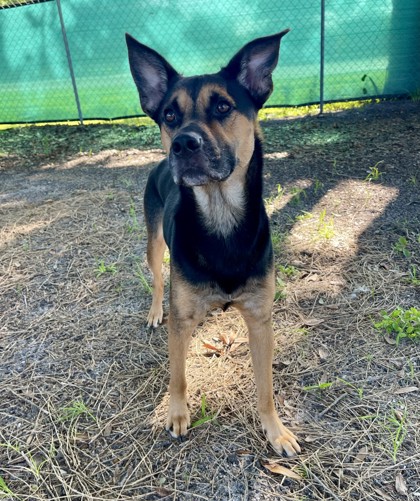 Huey (Scooby) (Cocoa) photo