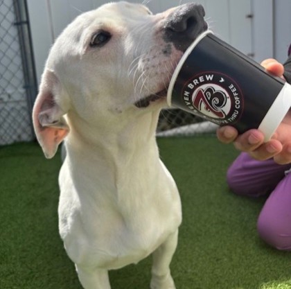 Stafford (Slinkie) (Cocoa) photo