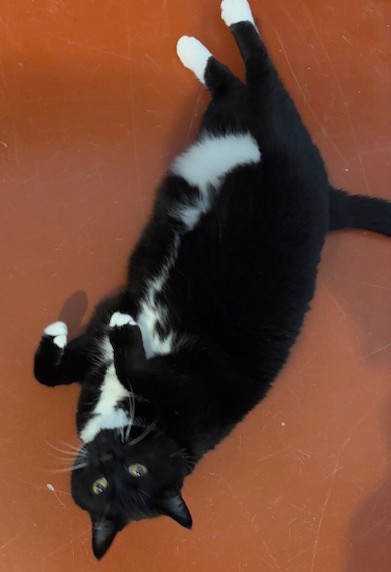 Tux (Cocoa) photo