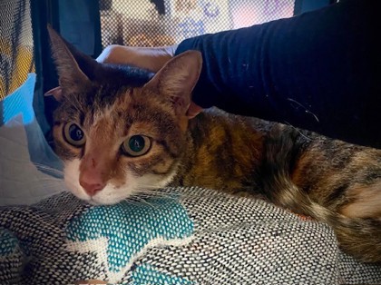 Tawny (Toffee) (Merritt Island) photo