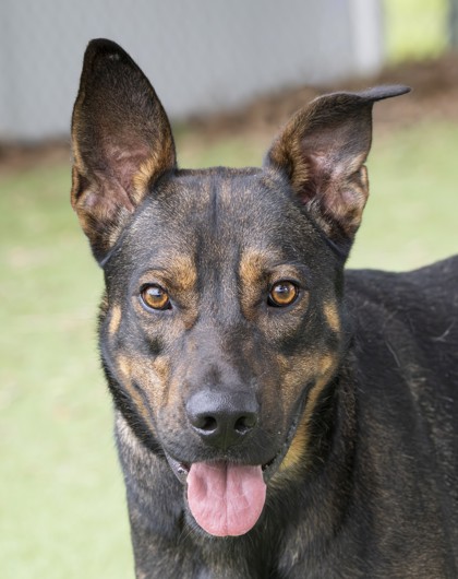 Ted (Tex) (Cocoa) photo