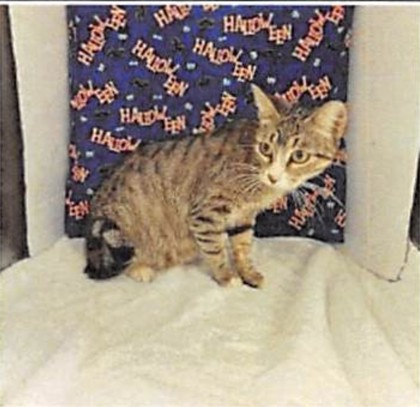 Tammy (Merritt Island) photo