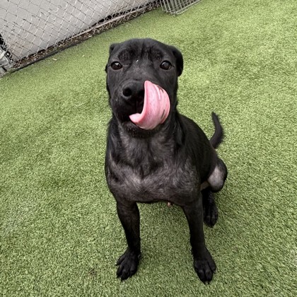 Thor (Cocoa) photo