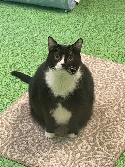 Bindi (Bean) (Merritt Island) photo