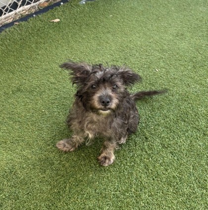 Charlotte (Chocolate) (Cocoa) photo