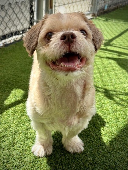 Jin Jin (Peluche) (Cocoa) photo