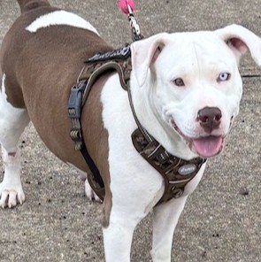 Amelia (Cocoa) photo
