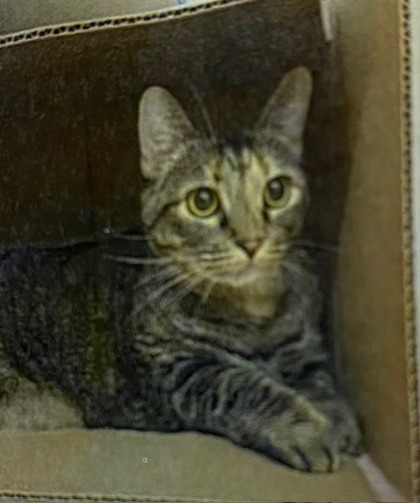 Cindy (Chitty Kitty) (Merritt Island) photo