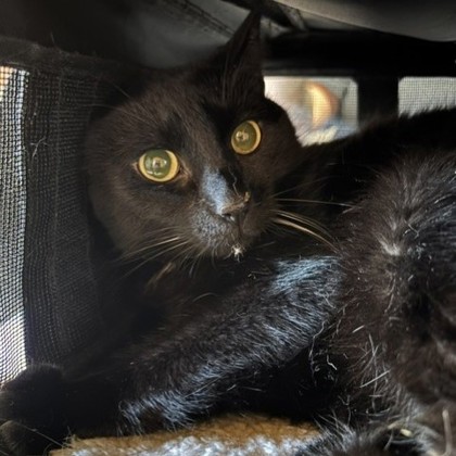 Sebastian (Merritt island) photo