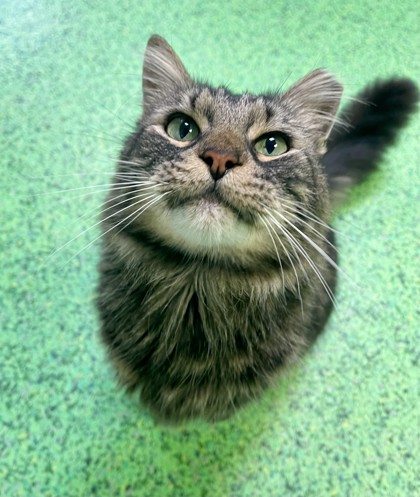 Tony (Totino) (Bonded w/ Rizzo) (Merritt Isd) photo