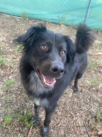 Hans (Handsome) (Cocoa) photo
