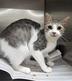 Evee (Merritt Island) photo