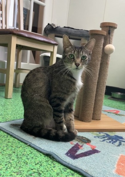 Mila (Merritt Island) photo