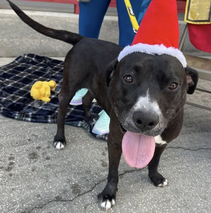 Porter (Cocoa) photo