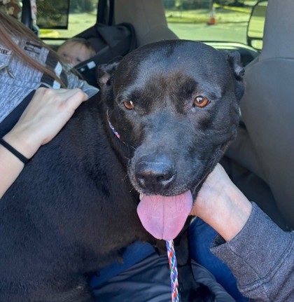 Hannah (Jimcana) (Cocoa) photo