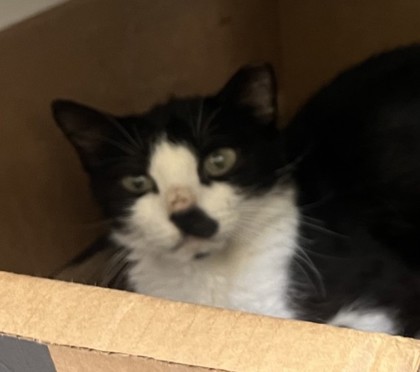 Rizzo (Pizza Roll) (Bonded w/ Tony) (Merritt Isd) photo