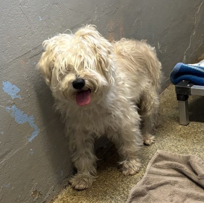 Blaine (Blizz) (Cocoa) photo