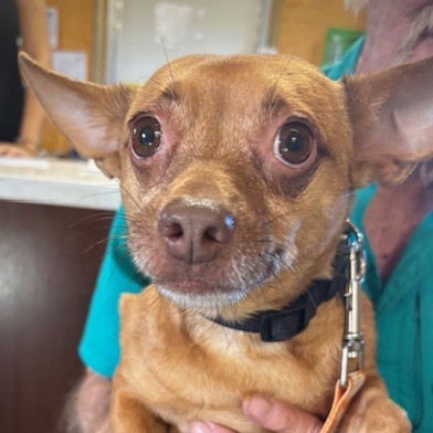 Violet (bonded w/Shayla) (Cocoa) photo