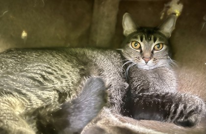 Priscilla (Princess) (bonded w/Robert) MI) photo