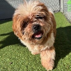 Pella  (Cocoa) photo