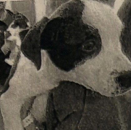 Callie (Cocoa) photo