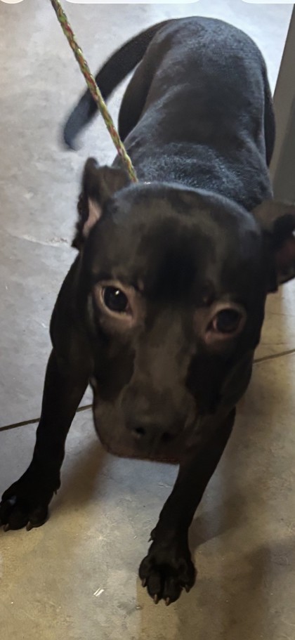 Nora (Cocoa) photo