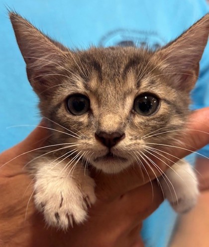 Victor (Merritt Island) photo