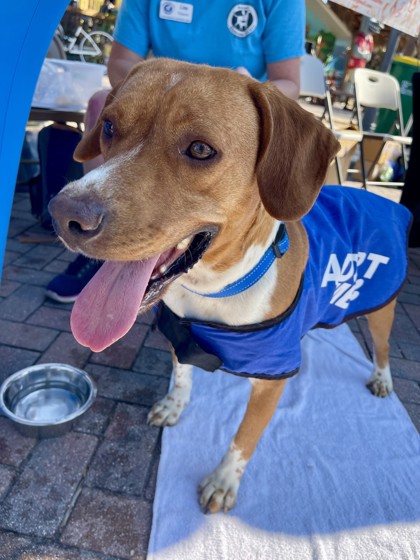 Freddy (Cocoa) photo