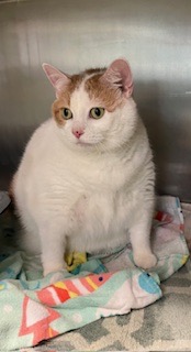 Gemma (Merritt Island) photo