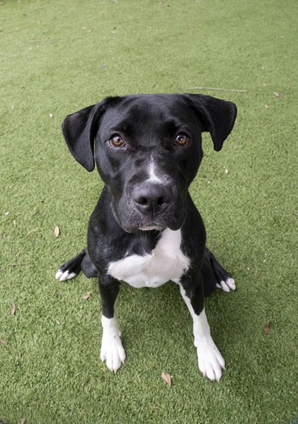 Evie (Mia) (Cocoa) photo